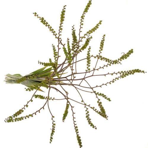 Montbretie Baer 80cm