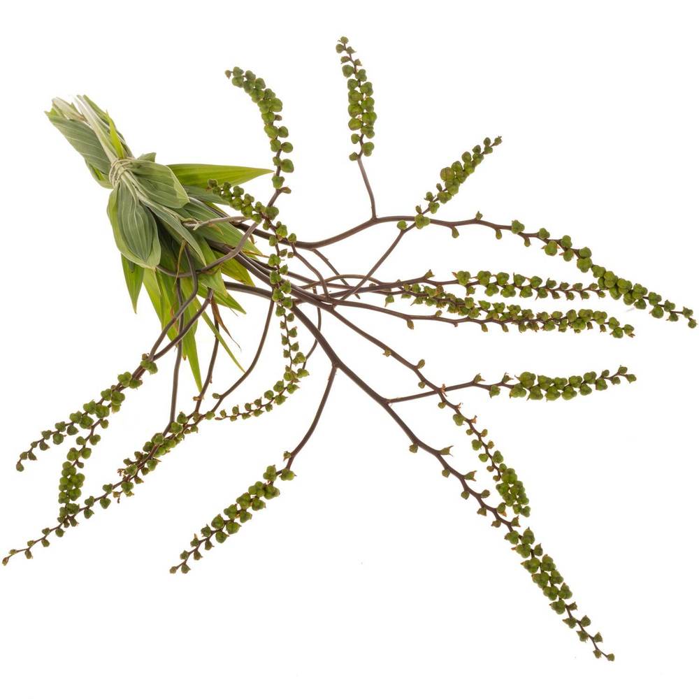 Monbretia Baer 80cm