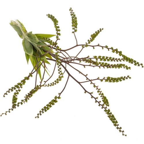 Monbretia Baer 80cm