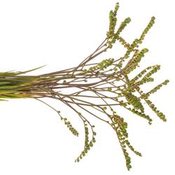 Monbretia Baer 80cm