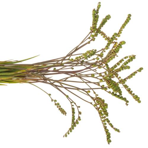 Monbretia Baer 80cm
