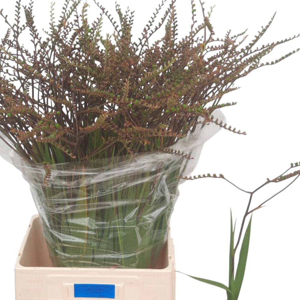 Monbretia Baer 80cm