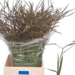 Monbretia Baer 80cm