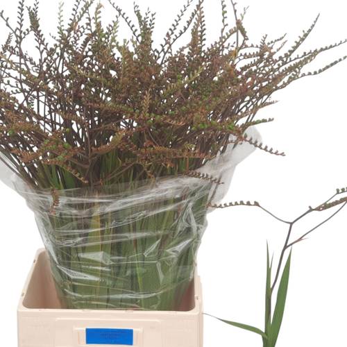 Monbretia Baer 80cm