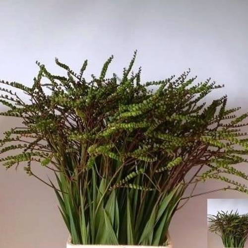 Monbretia Baer 80cm