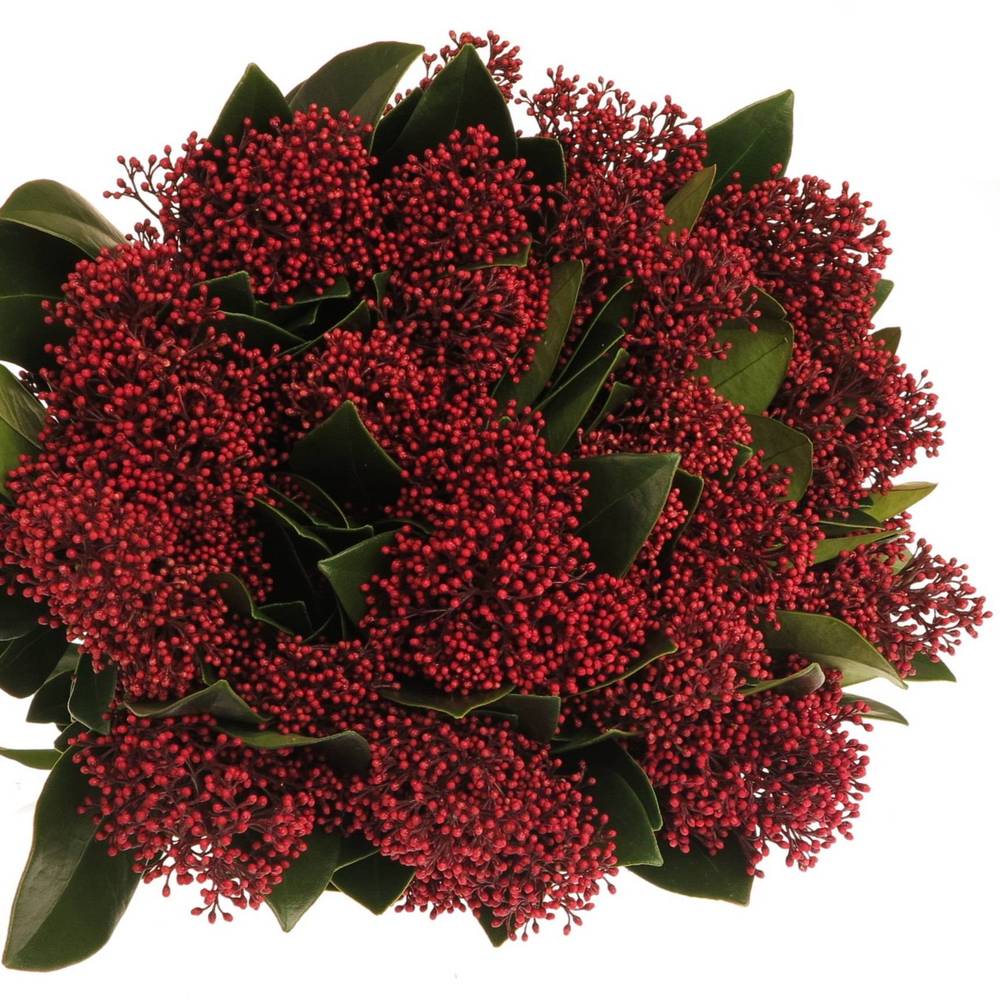 Skimmia rot Rubella 35cm