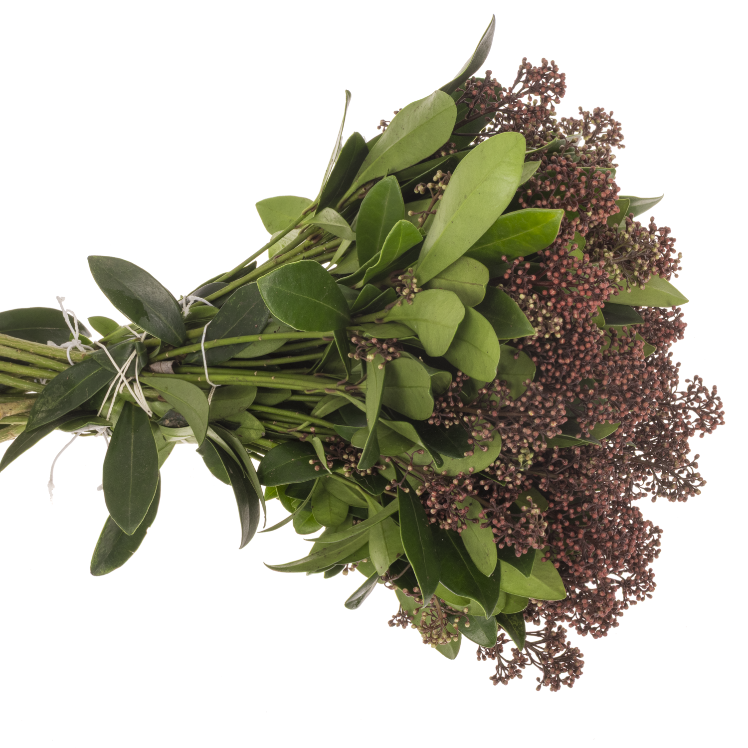 Skimmia rot Rubella 35cm