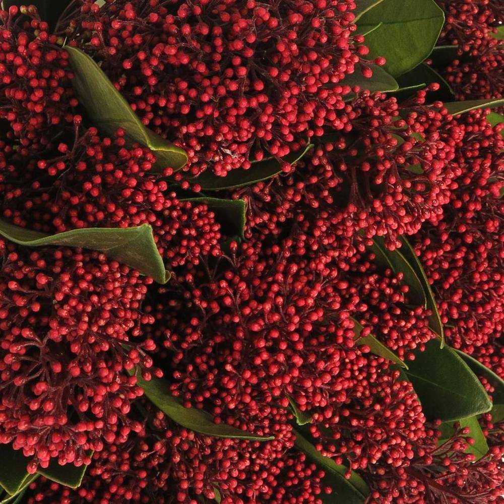 Skimmia rot Rubella 35cm