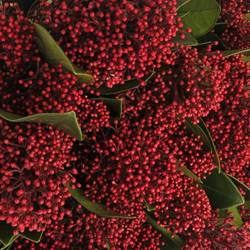 Skimmia rot Rubella 35cm