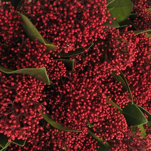 Skimmia rot Rubella 35cm