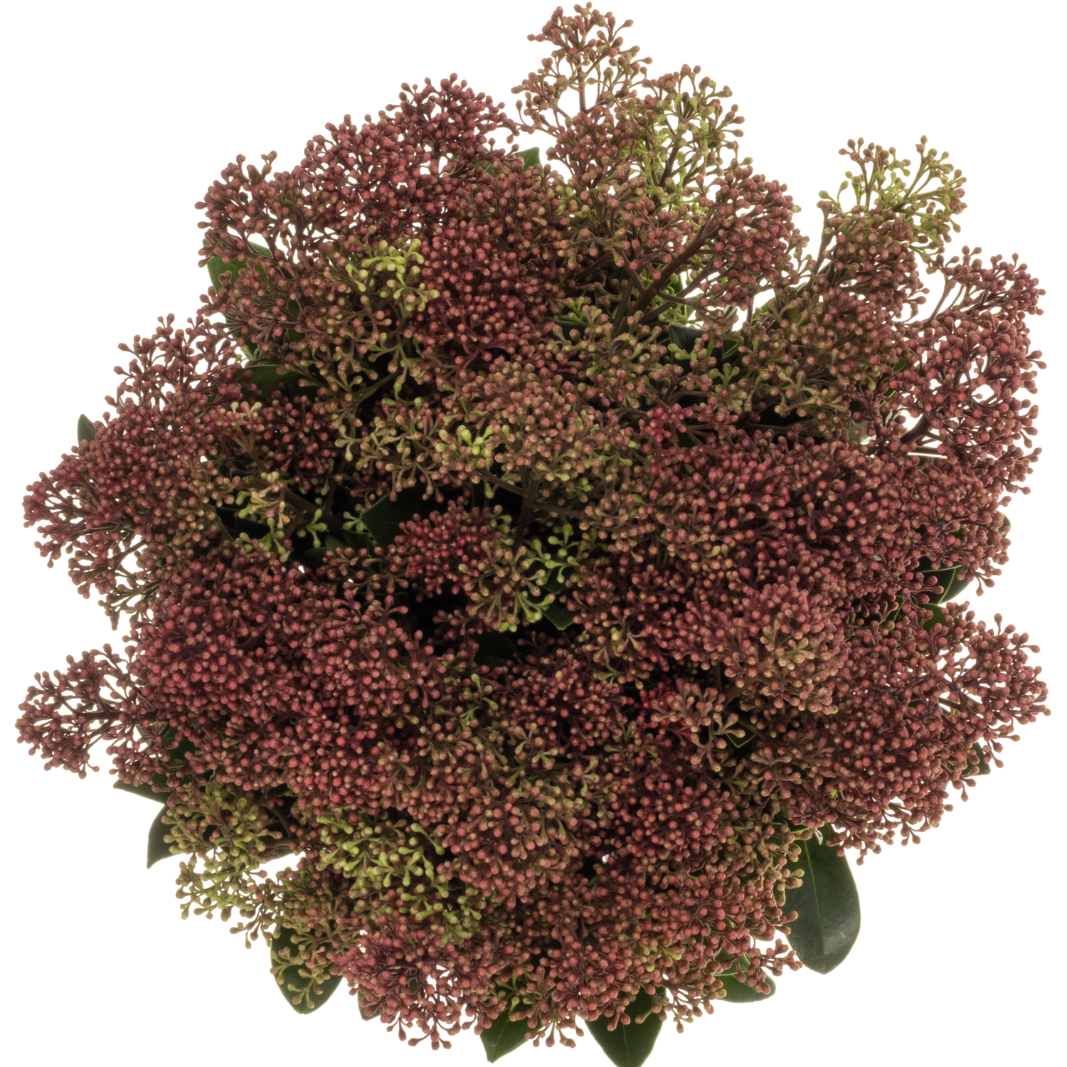 Skimmia rot Rubella 35cm