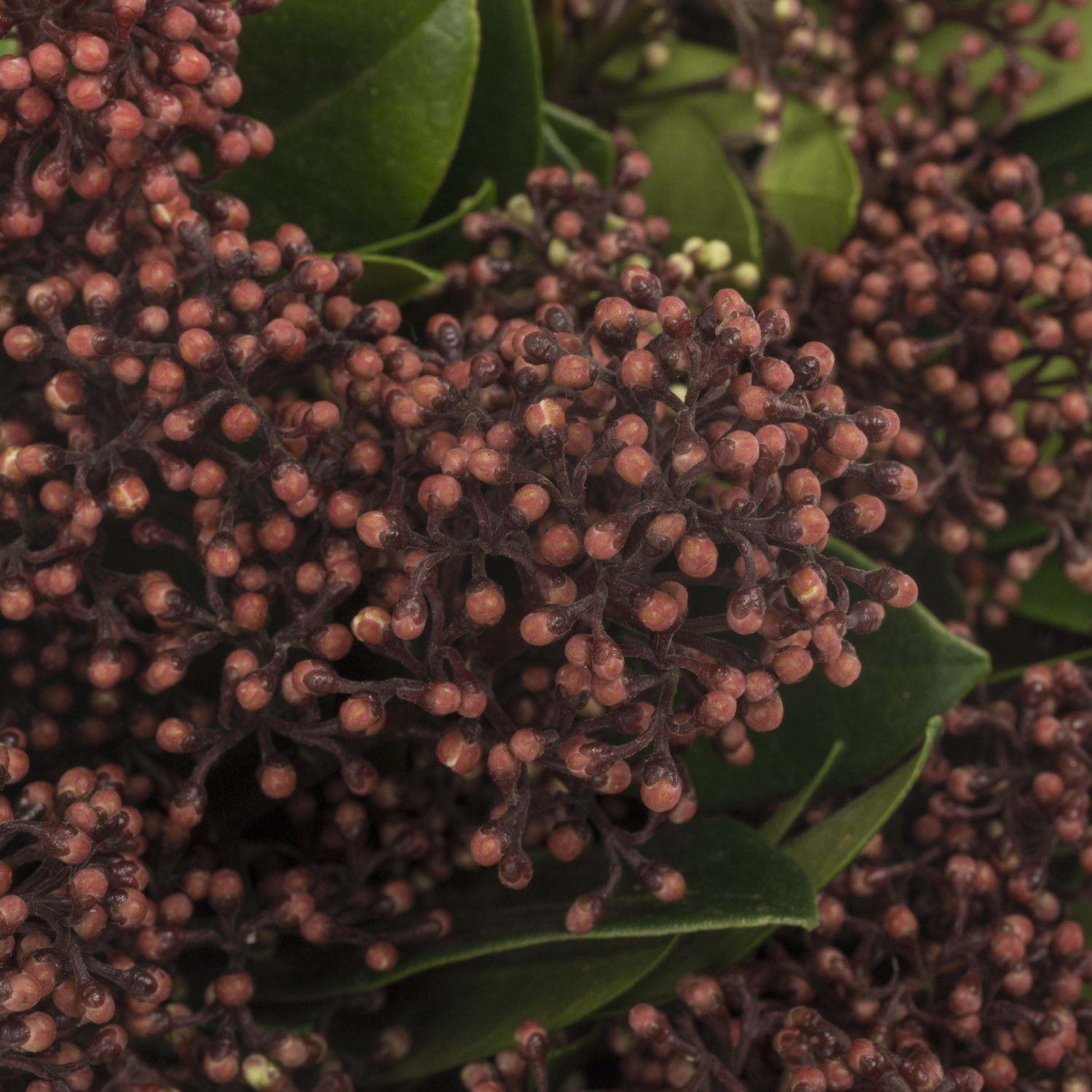 Skimmia rot Rubella 35cm
