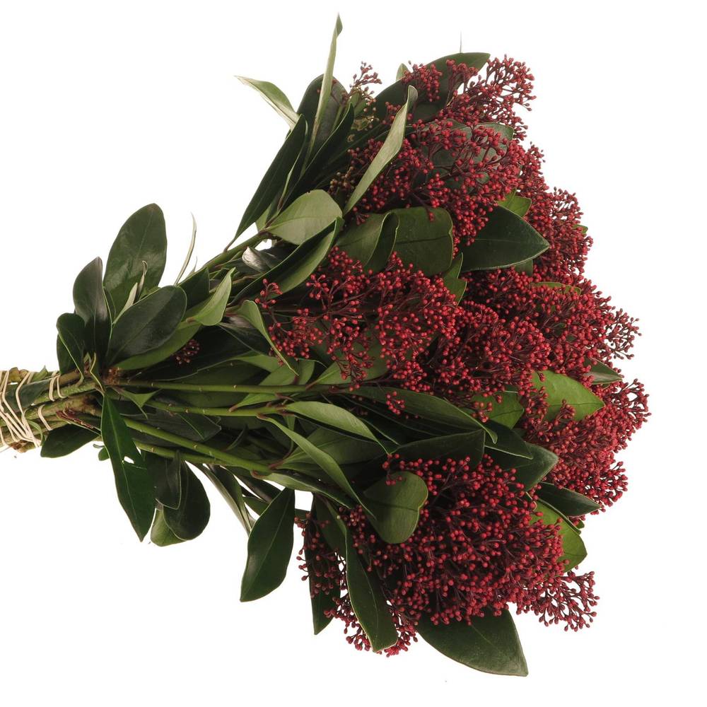 Skimmia rot Rubella 35cm