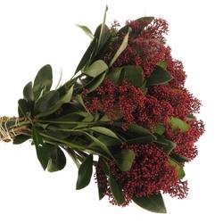 Skimmia rot Rubella 35cm