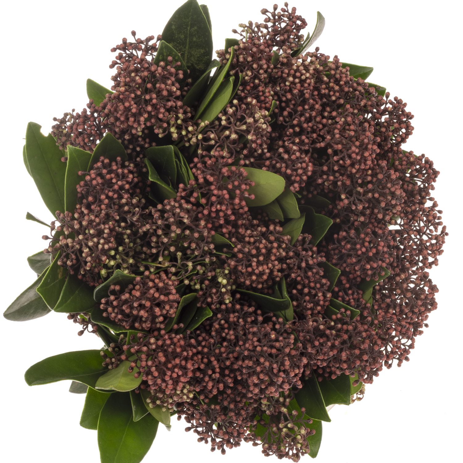 Skimmia rot Rubella 35cm