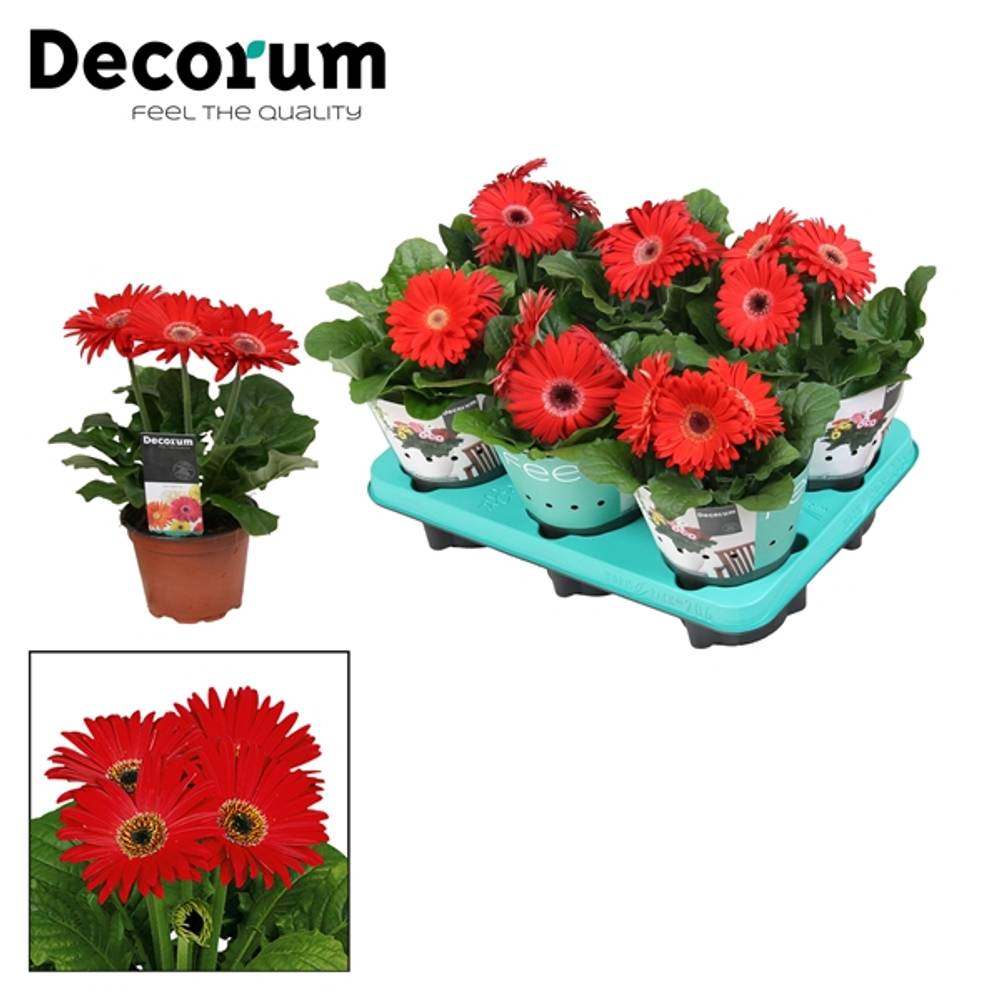 Gerbera rot 3+ T12 H022