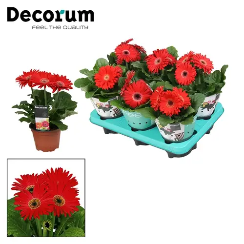 Gerbera rot 3+ T12 H022