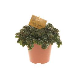 Sedum Makinoii Tornado T12 H020