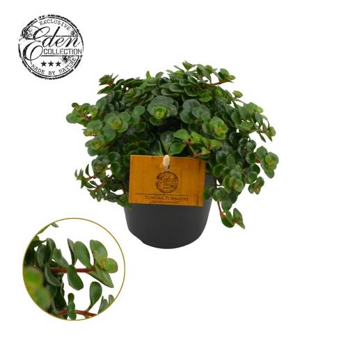 Sedum Makinoii Tornado T12 H020