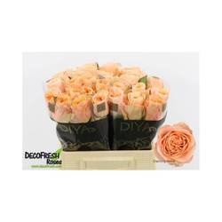 Rose apricot Charming Reeva 40cm