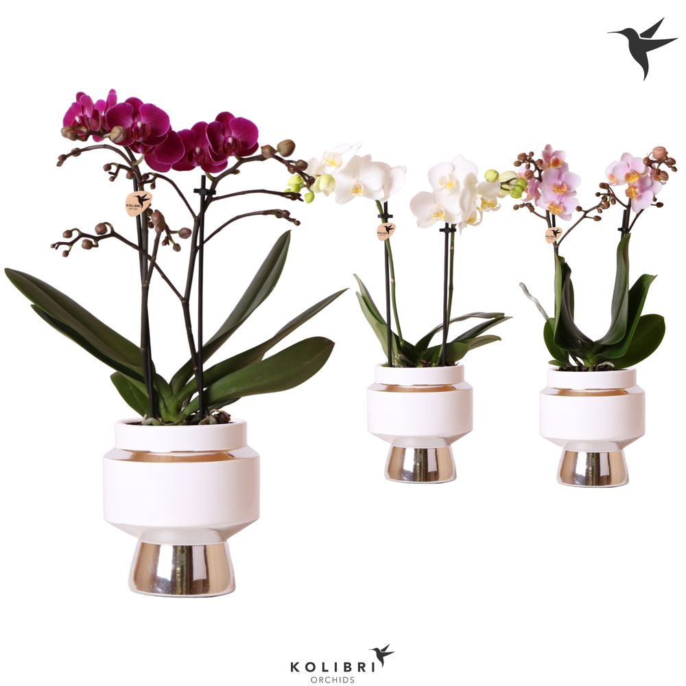 Phal.2-R mix im LeChic Topf Silber T09 H40