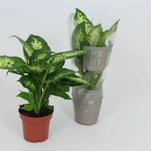Dieffenbachia Compacta T12 H040