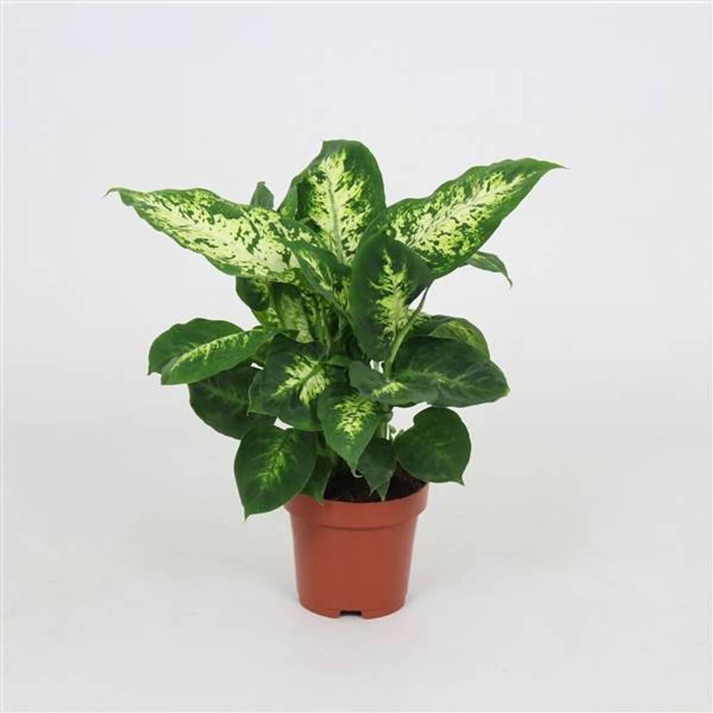 Dieffenbachia Compacta T12 H040