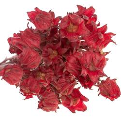 Hibiscus rot Eden 60cm