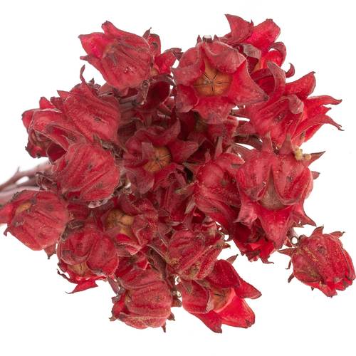 Hibiscus rot Eden 60cm