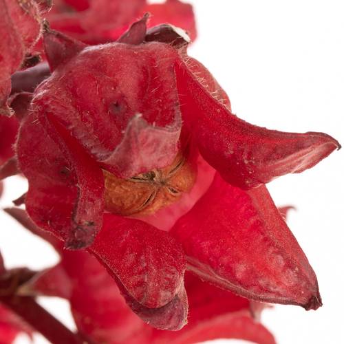 Hibiscus rot Eden 60cm