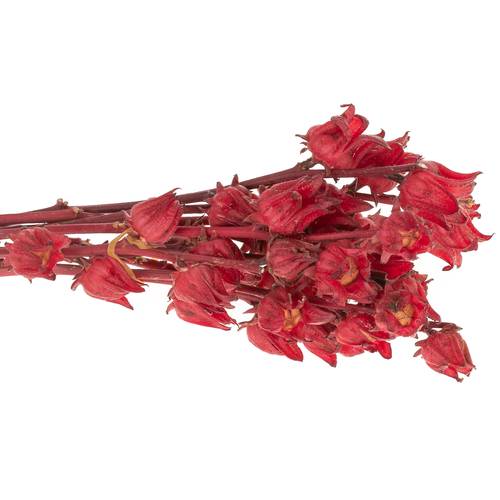 Hibiscus rot Eden 60cm