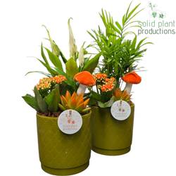 Kal.Arr mix SCE001 Amy grün Herbst T13 H035