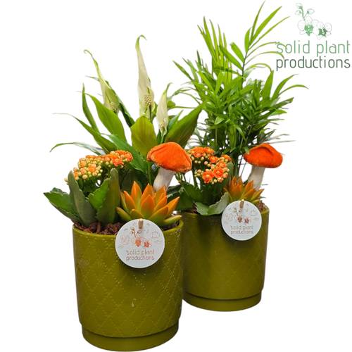 Kal.Arr mix SCE001 Amy grün Herbst T13 H035