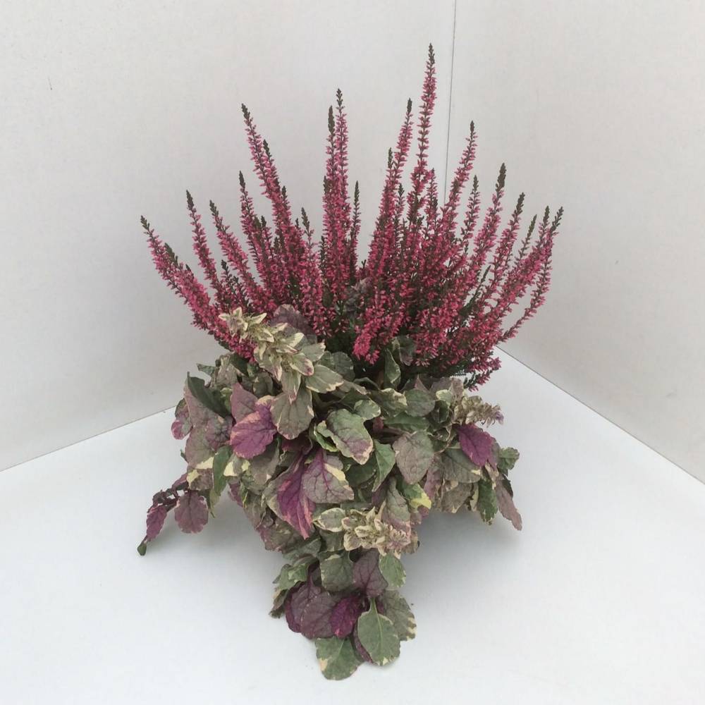 Calluna GG Ajuga T13 H027