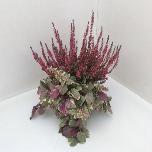 Calluna GG Ajuga T13 H027