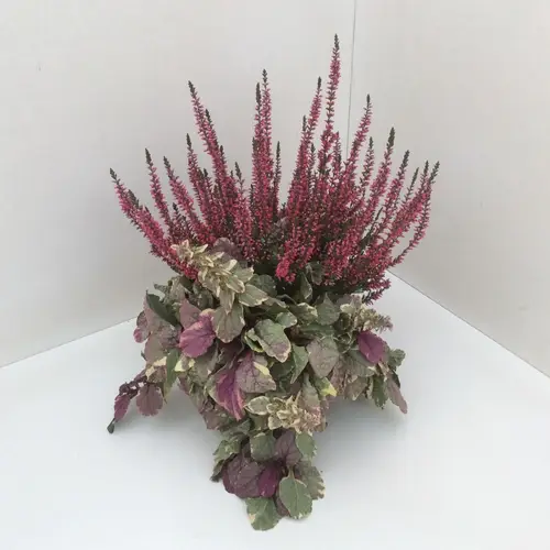 Calluna GG Ajuga T13 H027