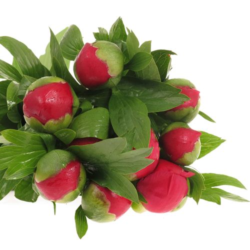 Pfingstrose rot Scarlett 60cm