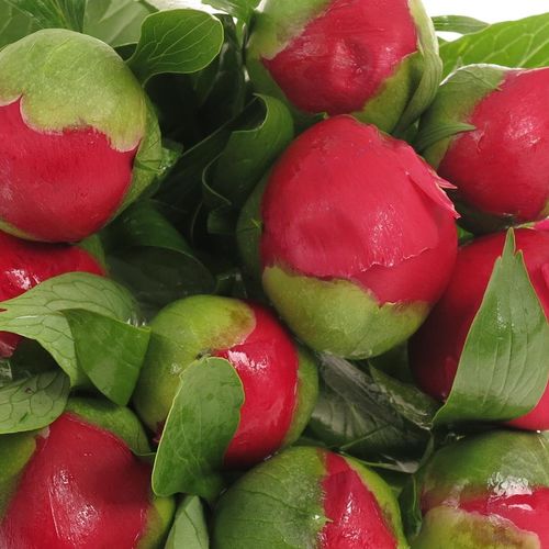 Pfingstrose rot Scarlett 60cm