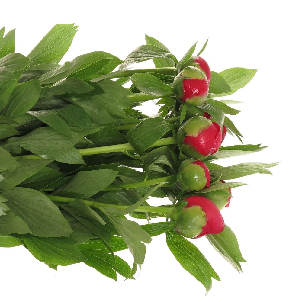 Pfingstrose rot Scarlett 60cm