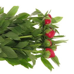 Pfingstrose rot Scarlett 60cm