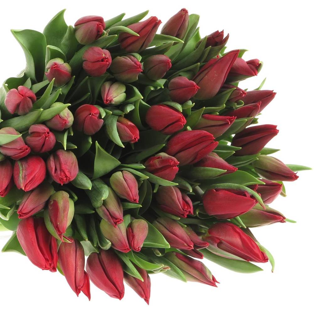 Tulpe bundware rot Strong Love 24 Gramm