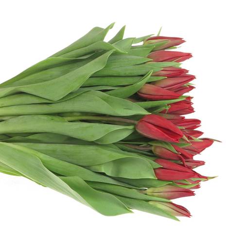 Tulpe bundware rot Strong Love 24 Gramm