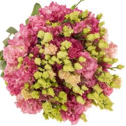 Lisianthus rosa flash Alissa 5+blue 70cm