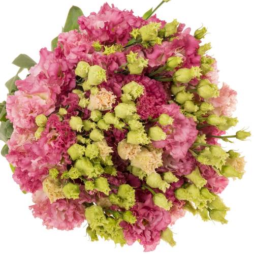 Lisianthus rosa flash Alissa 5+blue 70cm