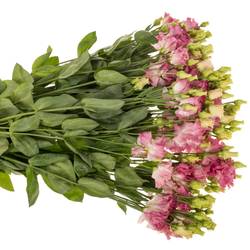 Lisianthus rosa flash Alissa 5+blue 70cm