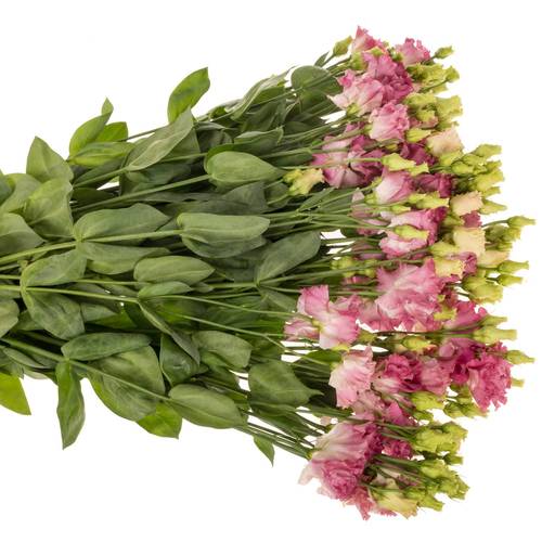 Lisianthus rosa flash Alissa 5+blue 70cm