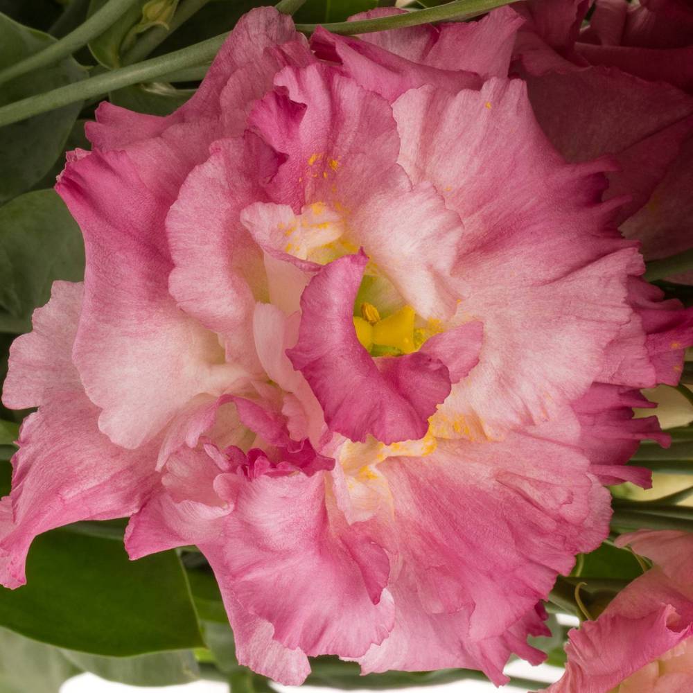 Lisianthus rosa flash Alissa 5+blue 70cm