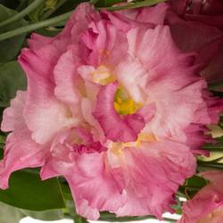 Lisianthus rosa flash Alissa 5+blue 70cm
