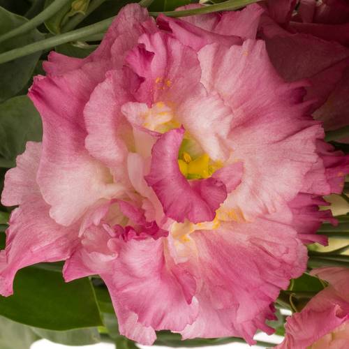 Lisianthus rosa flash Alissa 5+blue 70cm