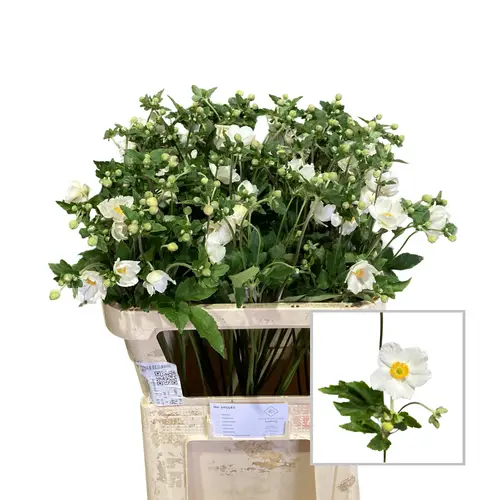 Anemoon wild weiss 80cm